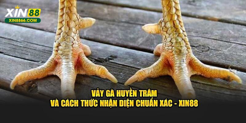 Vảy gà huyền trâm